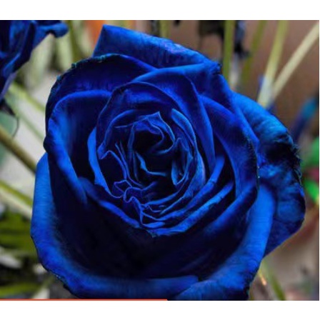 稀有品種 藍色妖姬玫瑰種子 玫瑰花種籽 種子 限時特價 壹元壹粒