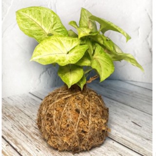 苔球(直徑約8-9cm)/金玉合果芋🌱/造景盆栽/上板植物/療癒蕨品/家居飾品/鹿角蕨上板/🌿漂流木手工蕨品坊🌿