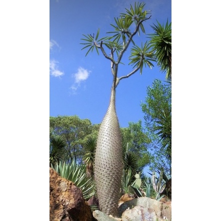 非洲霸王樹，塊根型多肉植物種子