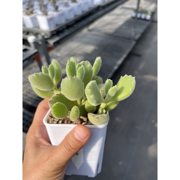 多肉後花園熊童子多肉植物 蝦皮購物