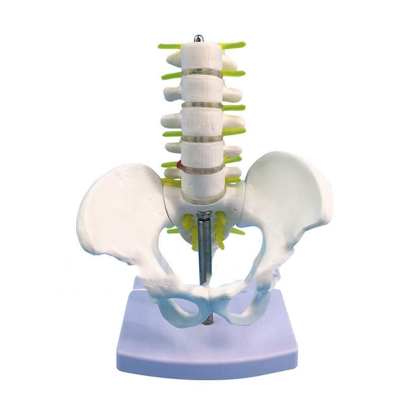 小型五節腰椎帶骨盆模型 腰椎間盤 骨骼骨盆模型 醫學教學模型