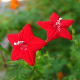 爬藤蔦蘿 比價撿便宜 優惠與推薦 22年11月