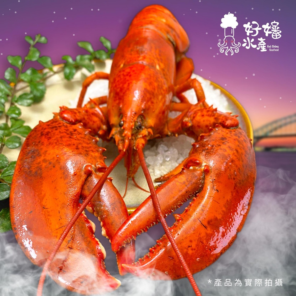 【好嬸水產】肉肥飽滿加拿大熟凍龍蝦｜波龍｜400-600G｜波士頓龍蝦｜螯龍蝦｜露營烤肉｜熟凍｜吃到飽餐廳｜海產｜烤肉