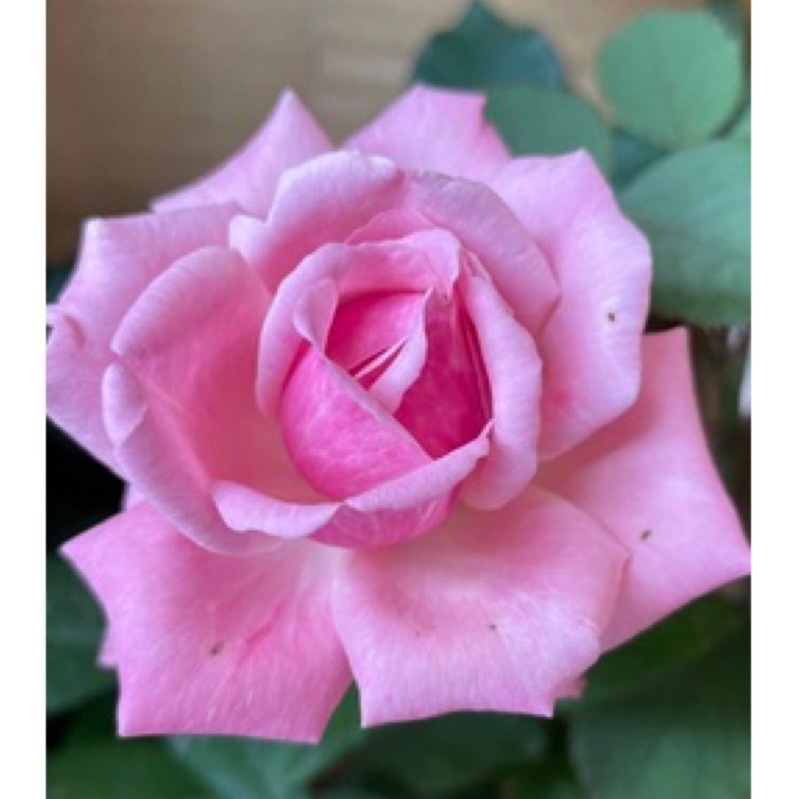 《貝琳達之夢》🈶貨🌹 玫瑰花盆栽苗 🌹 玫瑰苗 🌹 玫瑰花苗 🌹 玫瑰盆花 🌹玫瑰花🌹