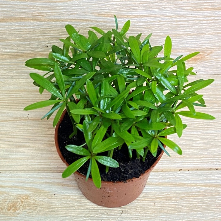 植物空間 室內植物 羅漢松種子苗3吋 觀葉植物 常綠植物