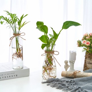 【新款上市】透明花瓶 花器 風信子裝飾花瓶植物創意水培容器透明玻璃瓶花盆瓶插養花植物器皿