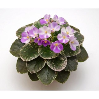 非洲堇 - 非洲紫羅蘭 - Lil Ballerina - 非洲菫(葉片)