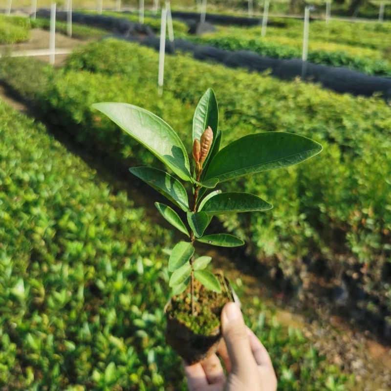 大果黑玫瑰櫻桃⋯⋯⋯