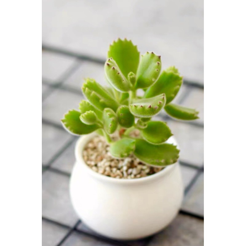 熊童子種子的價格推薦 23年1月 比價比個夠biggo