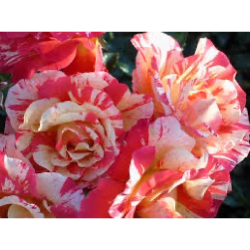 阿爾佛列德‧西斯萊 Alfred Sisley - 5寸控根盆！超人氣品種！《蟹老闆園藝花卉🤟》小型藤本月季.玫瑰