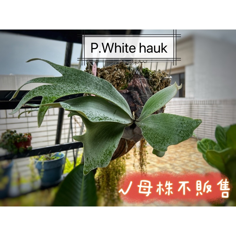 $𝟗𝟗鹿角蕨｜白霍克white hawk