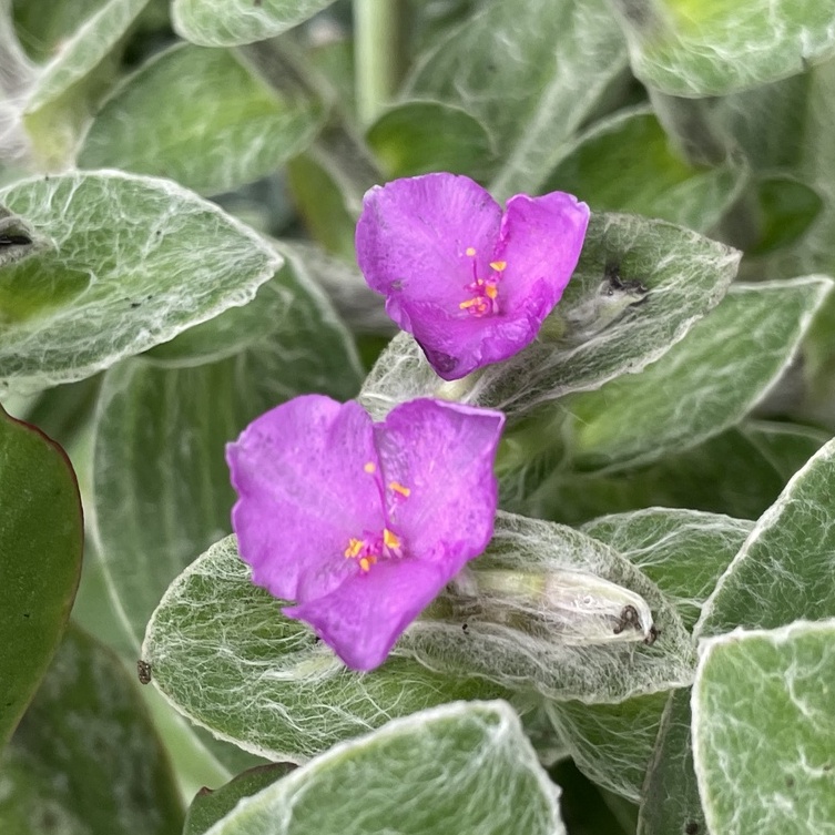 🍃🌸霍特盛典🌺🍀新手好看好種多肉-白雪姬/雪絹枝條