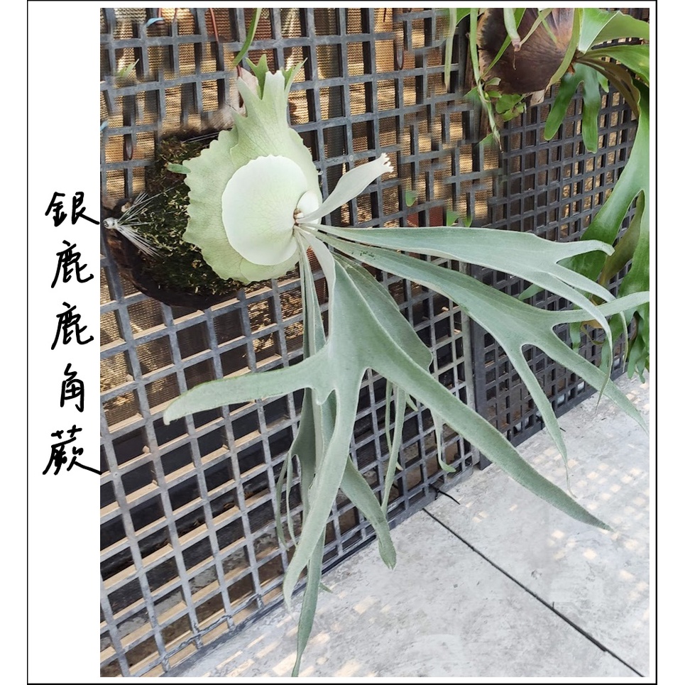 銀鹿鹿角蕨｜優惠推薦- 蝦皮購物- 2025年9月