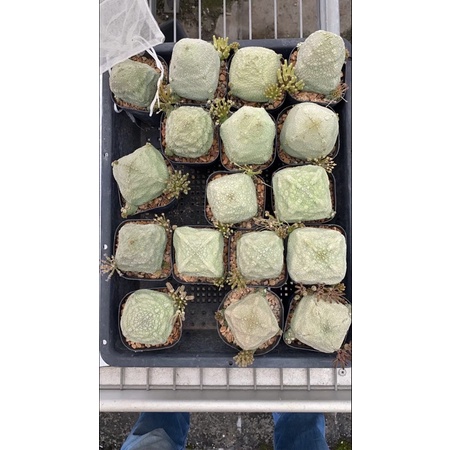 四方擬蹄玉（Pseudolithos cubiformis）種子買10送1