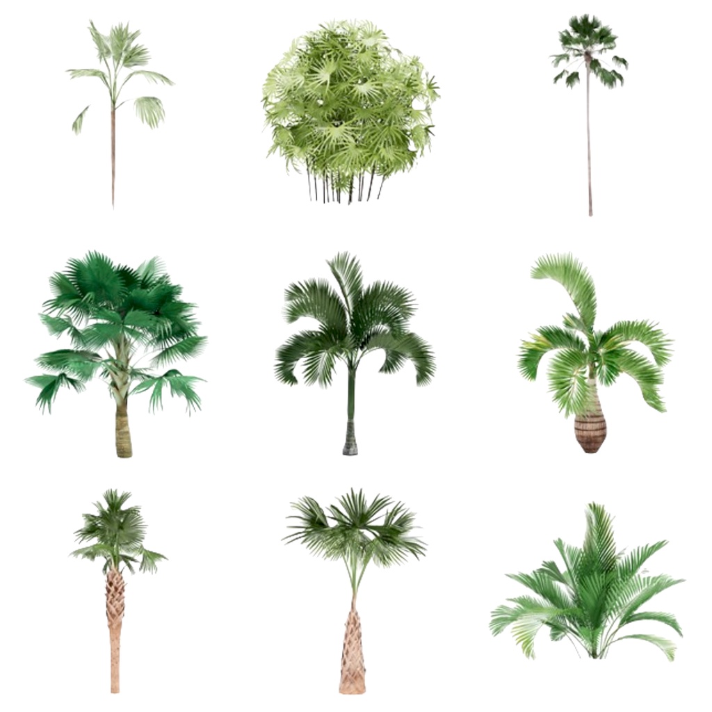 Enscape For Sketchup 專業模型 71個 棕梠植物模型