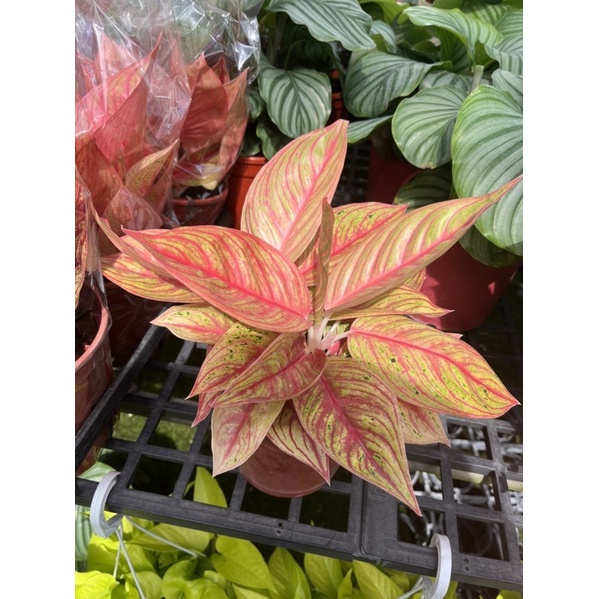 火狐狸粗肋草5吋盆。