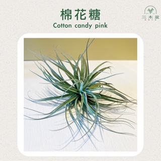 三木空鳳農場出品 cotton candy pink 棉花糖 空氣鳳梨 空鳳
