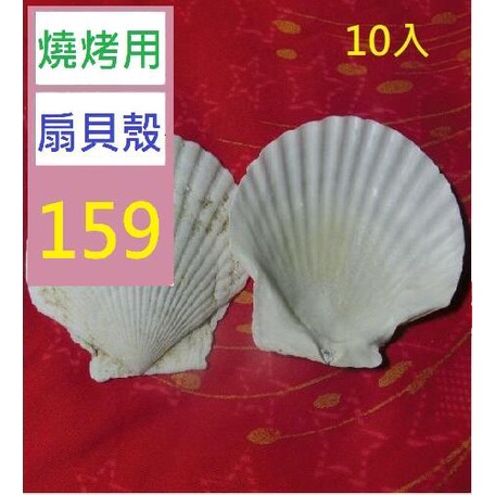 【三峽貓王的店】10入扇貝大白殼彩繪塗鴉扇白色貝殼片diy燒烤用殼燒烤大貝殼獨立站 扇貝貝殼