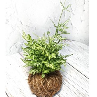 苔球(直徑約8-9m)/銀脈鳳尾蕨🌱/造景盆栽/上板植物/療癒蕨品/家居飾品/鹿角蕨上板/🌿漂流木手工蕨品坊🌿
