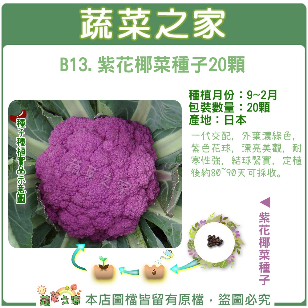【蔬菜之家滿額免運】B13.紫花椰菜種子20顆結球類及花菜類種子