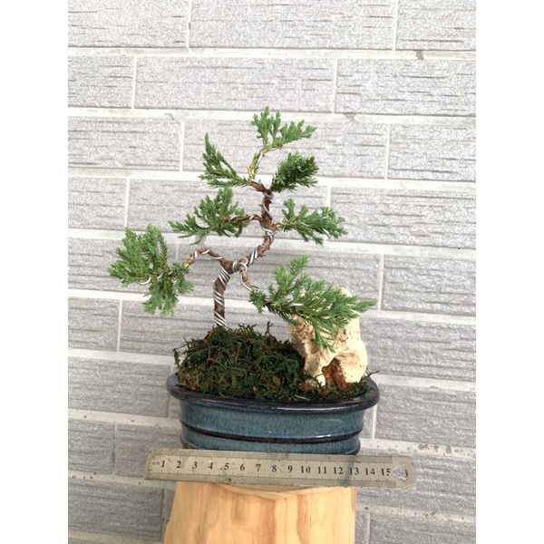 が大特価！ 981 盆栽 真柏 インテリア 植物/観葉植物 - education