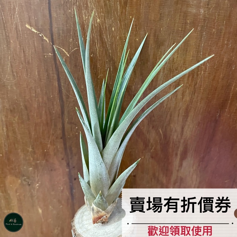 植藝-費西古拉塔 ✧堅硬強健✧ Tillandsia fasciculata 空氣鳳梨 空鳳 空氣草 鐵蘭花 辦公室小物