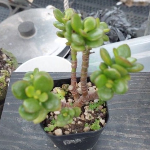 ovata老欉(#26),種3吋盆