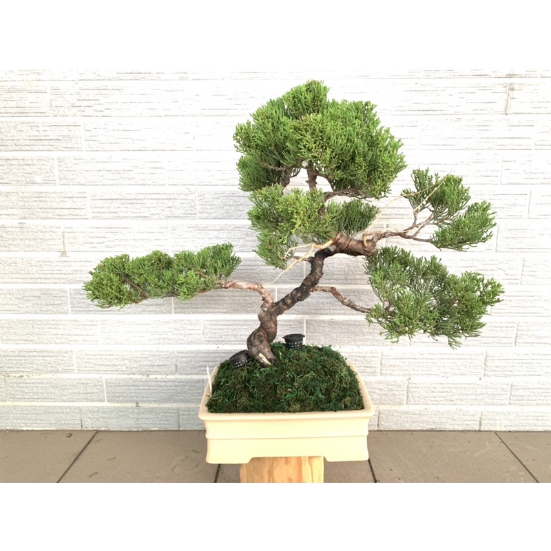 単品購入可 【中品 黄金真柏盆栽】⭕本日特売品‼️ | www.birbapet.it