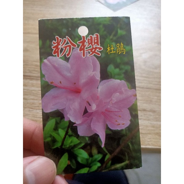 粉櫻杜鵑苗 3.5寸盆