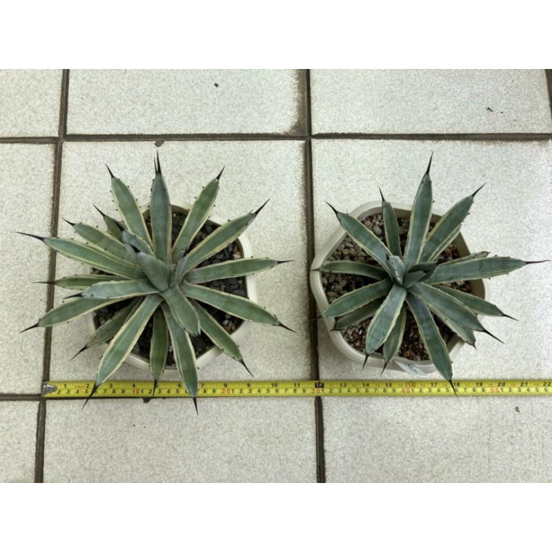 Agave 八荒殿覆輪 龍舌蘭 多肉植物