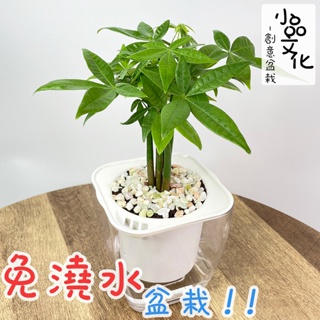 【小品文化】馬拉巴栗森林【現貨】4吋透明免澆水盆栽 懶人盆栽 觀葉植物 室內植物 自動吸水 創意花盆 居家辦公盆花