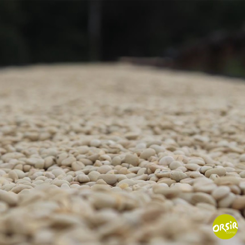 【咖啡豆】尼加拉瓜 檸檬樹莊園 黃帕卡馬拉 水洗處理 批次127 【ORSiR 歐舍咖啡】