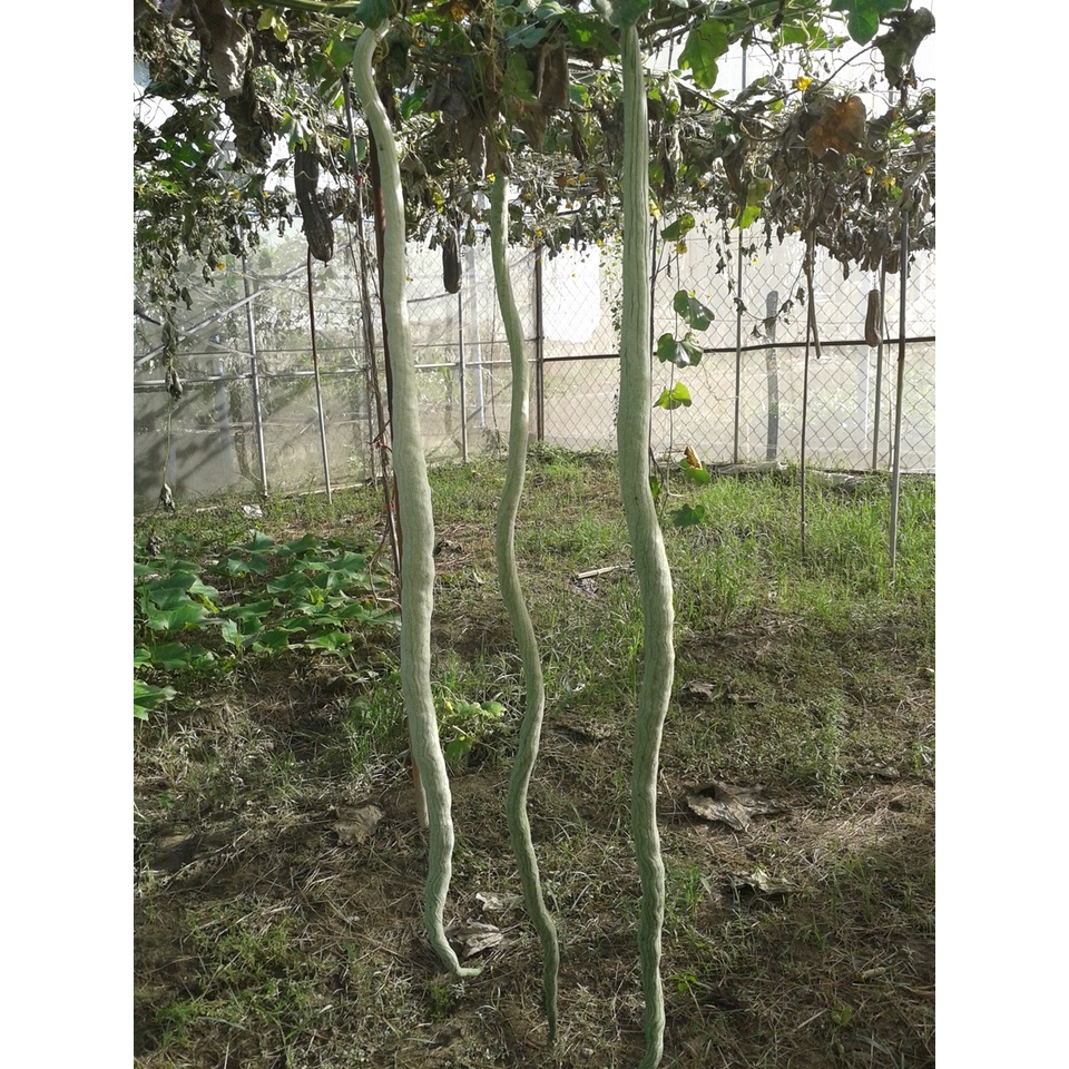 【蔬菜種子S343】奇美蛇瓜~~果實細長，長約90公分，果皮偏白，有淡綠色條紋，果型特殊，適合全年種植。