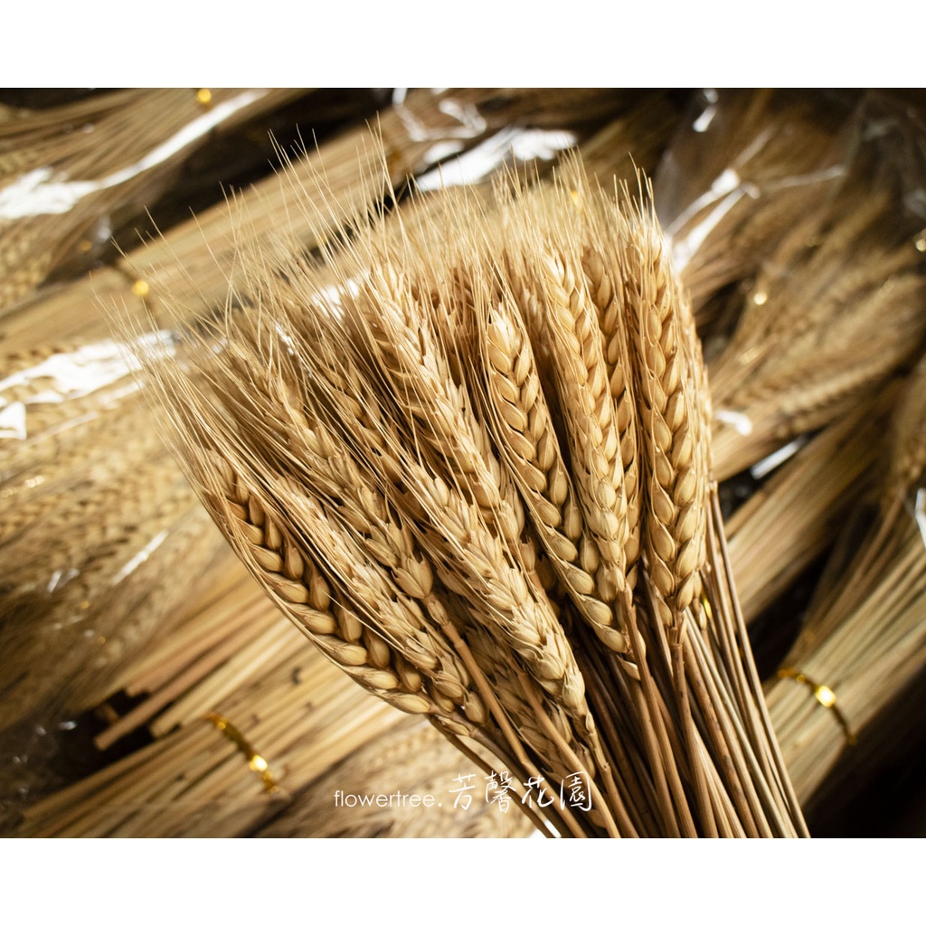 現貨✔乾燥小麥麥穗大麥燕麥30支入♥乾燥花飾品拍照道具拍攝背景擺件裝飾乾燥花禮/乾燥花盆