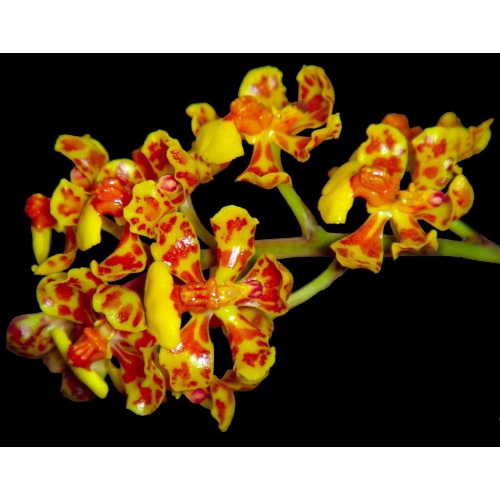 噢葉design   "Trichocentrum nanum (南美進口)"    蘭花、塊根植物、圓葉花燭、蔓綠絨