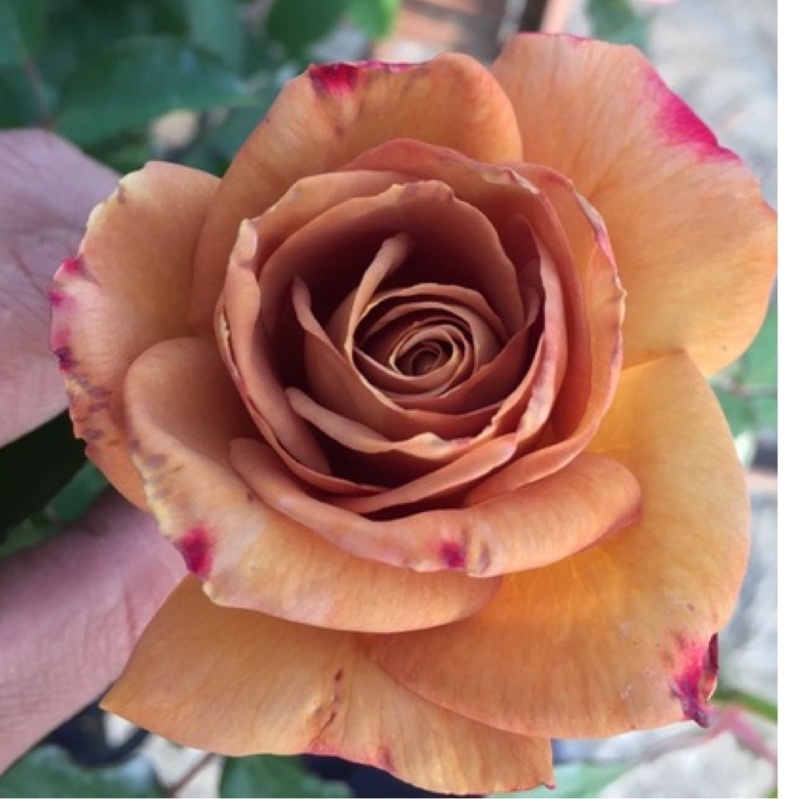《甜蜜第戎》🈶貨 🌟強香🌟🌹 玫瑰花盆栽苗 🌹 玫瑰苗 🌹 玫瑰花苗 🌹 玫瑰盆花 🌹玫瑰花🌹
