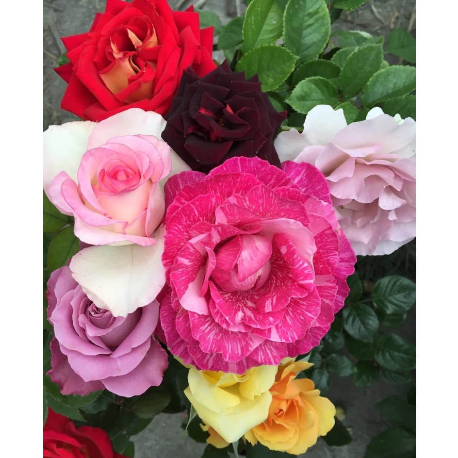 《美好時光》🈶貨🌹 玫瑰花盆栽苗 🌹 玫瑰苗 🌹 玫瑰花苗 🌹 玫瑰盆花 🌹玫瑰花🌹