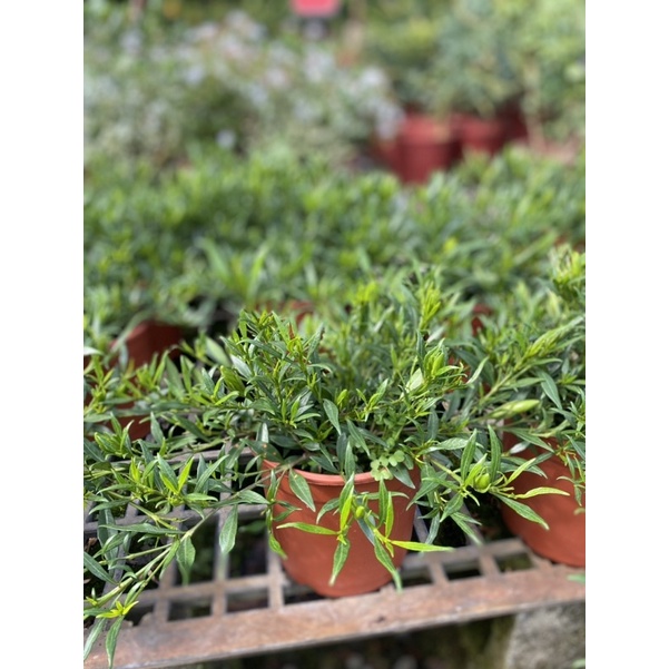 植來植網—陽光植物—小花玉堂春 (水梔子、雀舌花)