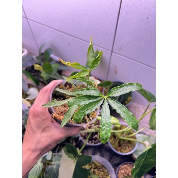 麻葉花燭/鵝掌花燭（Anthurium polyschistum）