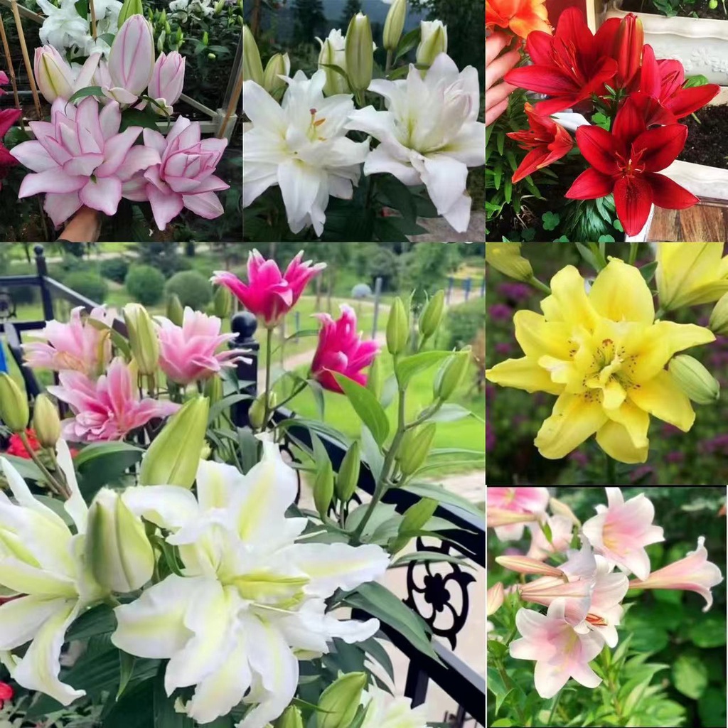 香水百合優惠推薦 22年12月 蝦皮購物台灣