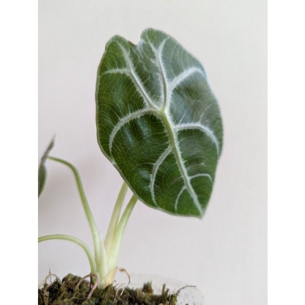 〔珍妮的有色眼光〕華森藍卡特觀音蓮/華森觀音蓮/Alocasia Watsoniana/觀音蓮/觀葉植物