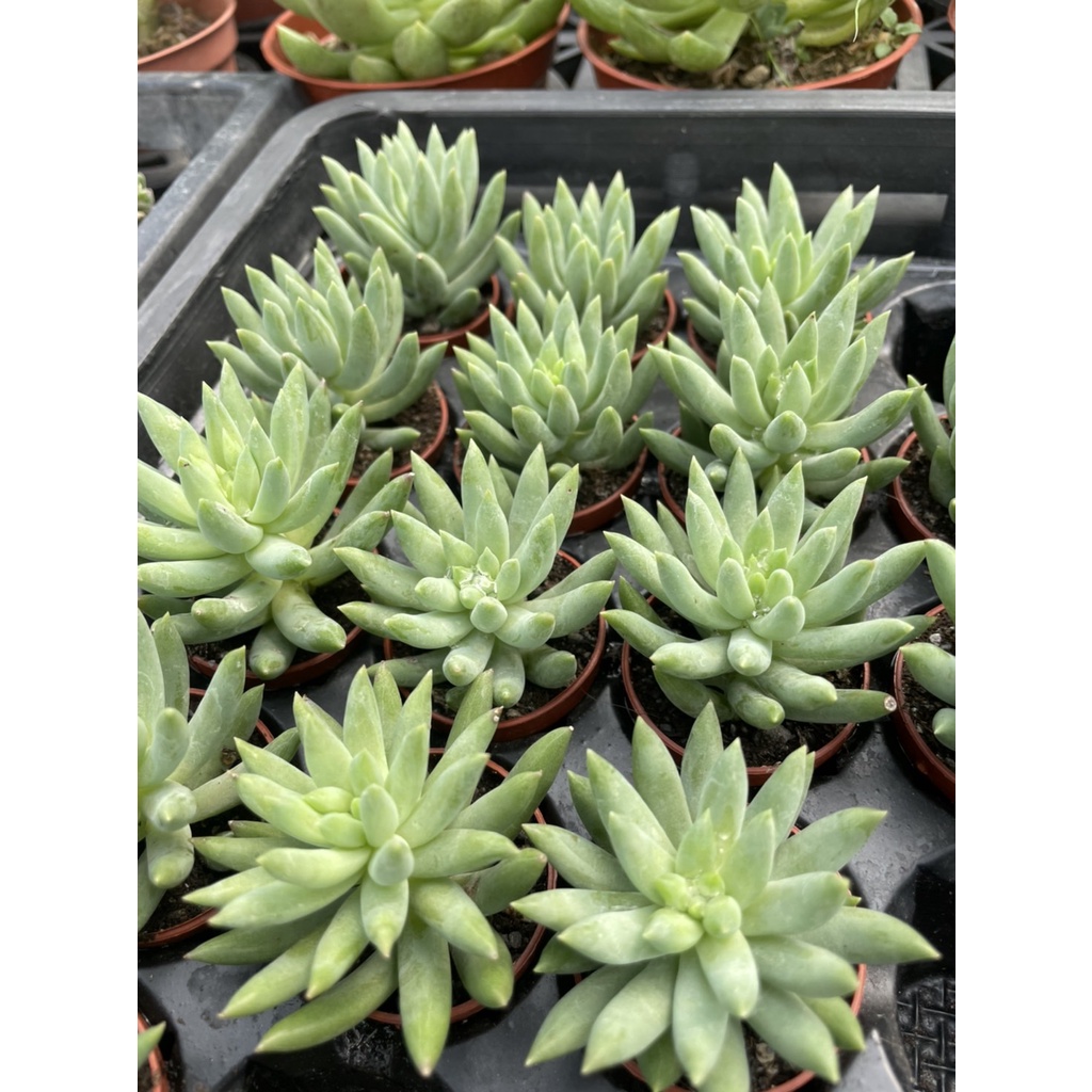 🌵1吋迷你盆【 靜葉玉綴 】多肉植物、仙人掌🌵 #9
