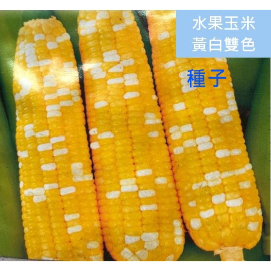【種子】水果玉米種子 玉米種子 黃白雙色玉米 雙色玉米種子 超甜玉米 20顆