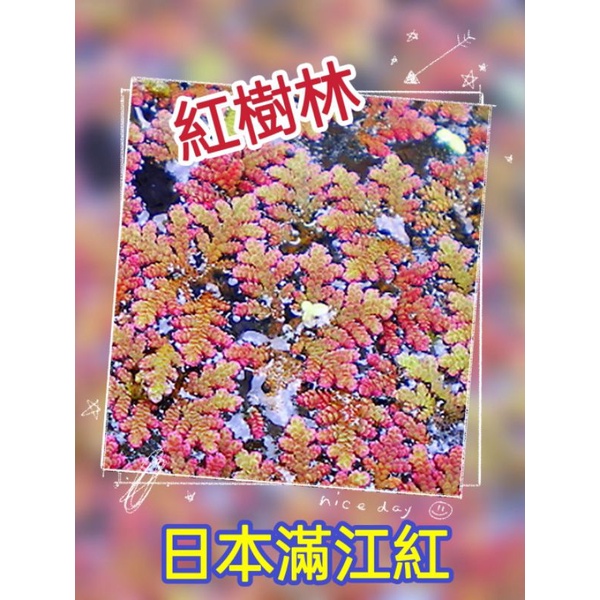 【紅樹林】日本滿江紅......10公克(約100~150片葉子)10元