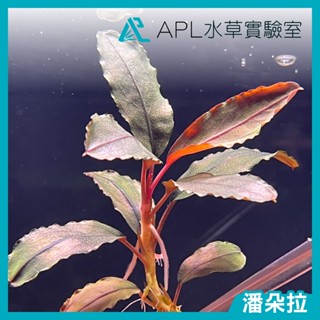 APL水草實驗室 - 潘朵拉 辣椒榕 神秘草 水中葉