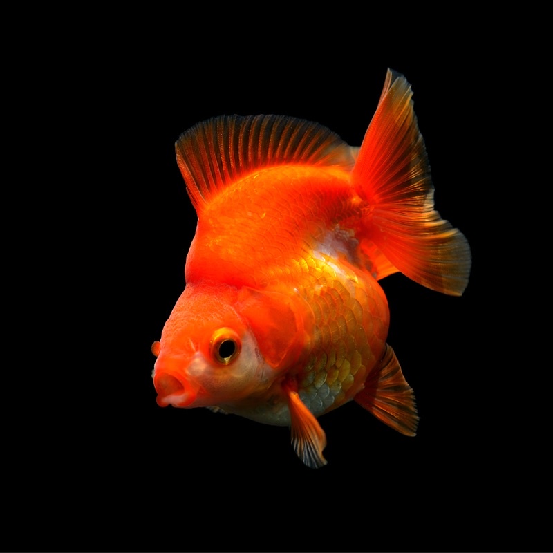 紅帽鎏金蝶尾泰獅紅蝶尾牡丹金魚飼料活餌朱文錦紅帽金魚泰獅金魚金魚蘭壽獅頭金魚紅帽獅頭