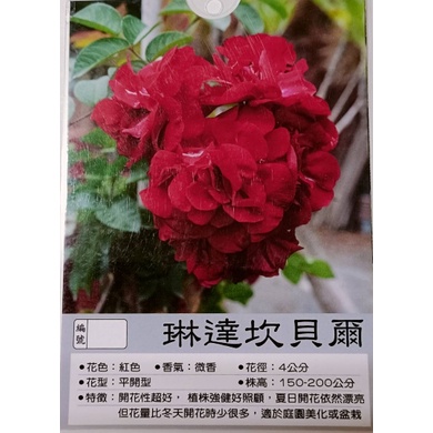 【＊花田厝＊】玫瑰苗_琳達坎貝爾  3.5吋黑軟盆_-鮮紅色 微香 蔓性
