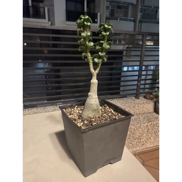 達摩沙漠玫瑰（穩根）（貨多）