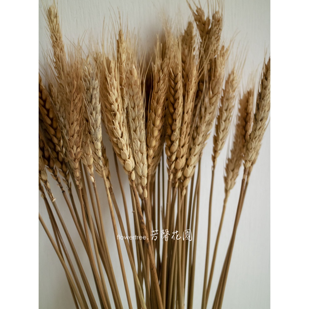 現貨✔ 乾燥麥穗小麥乾燥燕麥50支♥乾燥花飾品拍照道具拍攝背景擺件裝飾乾燥花禮/乾燥花盆