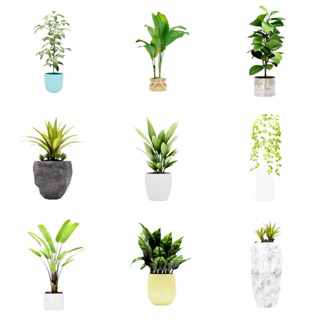 Enscape For Sketchup 專業模型 100個 盆栽植物4模型